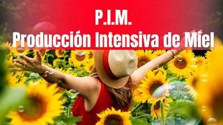 P.I.M. Producción Intensiva de Miel