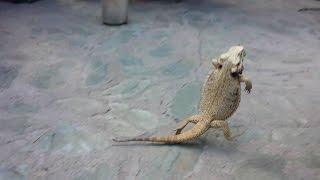 Bearded dragon running on two legs