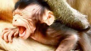 Mom milk! Restless, tantrum throwing baby monkeys / かんしゃくをおこし、落ち着きがない赤ちゃん猿 悲劇  monpai monyet