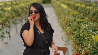 Strawberry picking in Sweden | Uppsala | Roam With Ashutosh