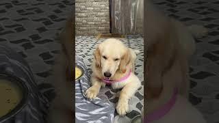 Heeriye️ #ammu #goldenretriever #shorts #viral