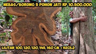 TEBANG KAYU JATI HARGA BORONGAN  Rp.10,500,000⁉️  INI HASILNYA