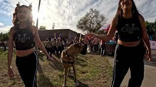 Cash 2.0 Great Dane-deer at the Granada Hills Holiday Parade 2024 (3 of 4)