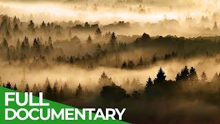 Northern Woods - A Tribute to the Ancient Forests of the North | Free Documentary Nature