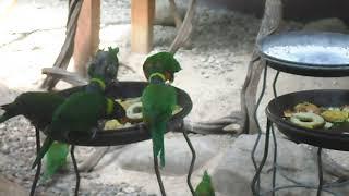 Birds are gathering together to eat a delicious meal. 새들이 모여서 맛있는 식사를 하고 있습니다.