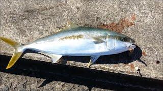 NZ Fishing | Wharf | Kahawai & Yellowtail Kingfish