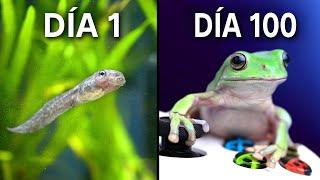 ¡Criando Ranas para Jugar Videojuegos!