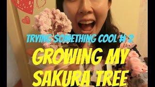 GROWING MY OWN SAKURA TREE!!