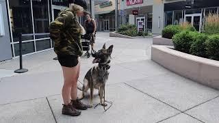 K9 Ryker Protection Dog Obedience Training