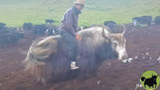 A Tibetan man ride a big yak!