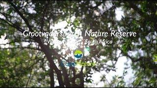 Grootvadersbosch Nature Reserve, a fantasy forest worth exploring