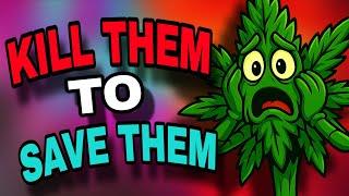 How to Manage Multiple Cannabis Strains in One Grow Room