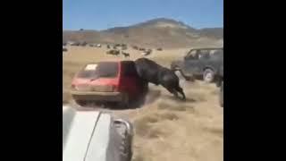 el toro bravo y el coche  encierro campero #shorts