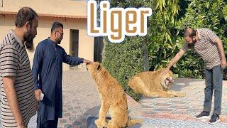 Liger Taking Sunbath ️|Liones Aggresive Ho Gai 