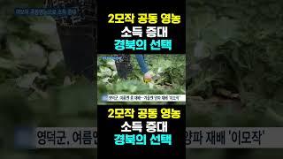 [한국농수산TV] 2모작 공동 영농,  소득 증대... 경북의 선택