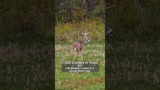 How To Establish A Clover Food Plot! #shorts
