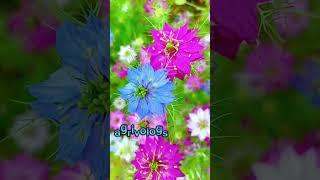 #flowers #lovestatus #foryou #shortsviral #viralshorts #nature #sport #chnnal #agrivologs