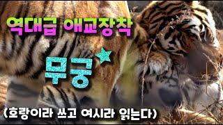 [4K] 출근길 + 애교의 달인 무궁, 세상에 오직 둘뿐인 범궁아 사랑해 (태범 무궁 백두대간 호랑이  korea tiger) #태범, #무궁, #한국호랑이
