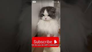 #cats #pet #beautifulpet #youtubeshorts #youtubeviralvideo