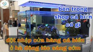 Thăm shop cá cảnh biển ở Hà nội có gì?