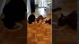 3 cats having lunch time