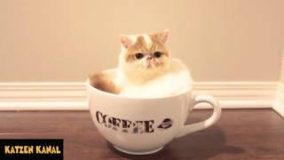 Lustige Kaffee Katze