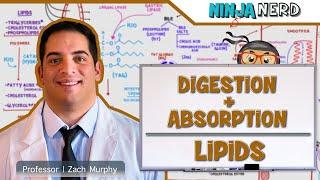 Gastrointestinal | Digestion & Absorption Of Lipids