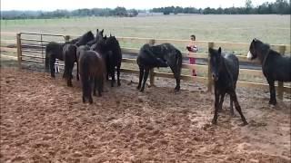 Nokota Horse Experience, Brenham Texas, 2014 Mini-documentary