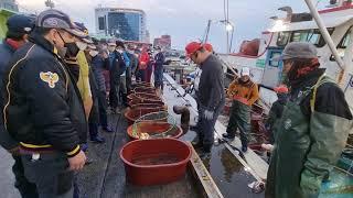 [영덕]강구항 경매 현장 구경하기 | 삶의 현장 |  Korean fish market | Ganggu Port, South Korea