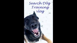 Search Dog Routine Training Session (Vlog)