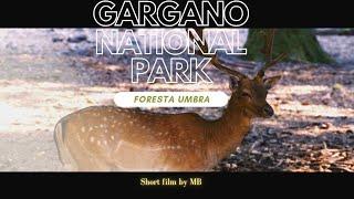 GARGANO NATIONAL PARK : FORESTA UMBRA. SHORT 4K FILM