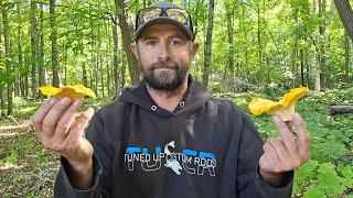 Foraging For Golden Chanterelles in Minnesota (Kind Of)