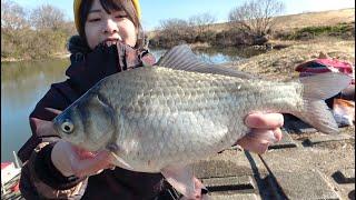 厳寒期の激流の川でへらぶな釣りしたら美しい大型ヘラブナが釣れた【越辺川】