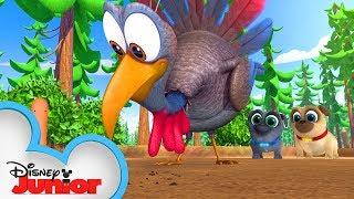 Happy Thanksgiving from Bingo and Rolly  | Puppy Dog Pals | Disney Junior