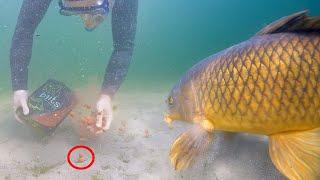 Do you want to catch more carp? (underwater proof)