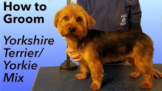 Dog Grooming Video Tutorial : How to Groom A Yorkshire Terrier or Yorkie Mix With Timestamps
