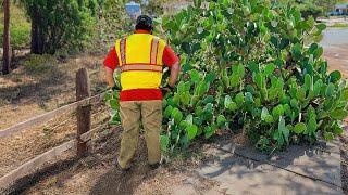 GIANT CACTUS Swallows Sidewalk - What We Did SHOCKED Everyone (2 Videos in 1)