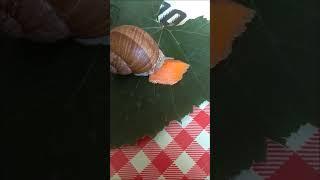 Burgundy Snail eats carrots / Виноградная улитка ест морковь #shorts