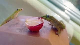 Gecko life at our cottage on Maui, Hawaii