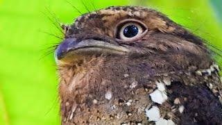 Sri Lanka Frogmouth Call. മാക്കാച്ചിക്കാട