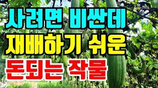 사려면 엄청 비싼데 재배하기는 정말 쉬운 돈되는 작물