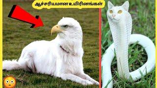 ஆச்சரியமான விலங்குகள் || Eight Animal Surprised Humans || Story Bytes Tamil