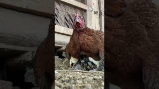 Chicks with Mother Hen | Hen | Chicks | Chicken | Subscribe my channel