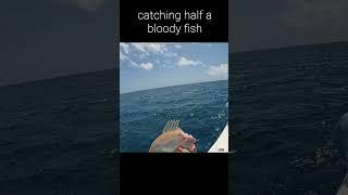 catching half a bloody fish #fishing #sharkattack