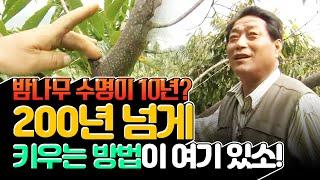 산에서  밤나무 농사로 대박 나는 방법! #힘내라한국농업 [2008]