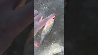 Вытащила малышек #рыбак #риба #риболов #рыбалка #рибу #fishing #рибалка #рыба #зимняярыбалка #щука