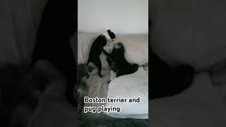 Boston terrier and pug playing... wait till the end #bostonterrier #pug #dog #playing #funny #cute