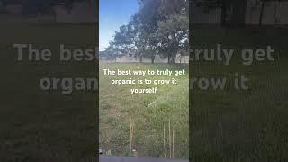 #organicfarming  #organic  #farming  #seeding