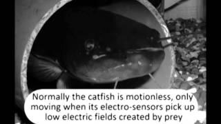 Catfish move violently before earthquakes