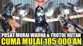 UNBOXING MURAI BLOROK & TROTOL HUTAN PALING MEWAH !!! SEMUA DIJUAL CUMA MULAI 185.000 AN